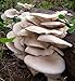 100 Pearl Oyster Mushroom Spawn Plugs/Dowels to Inoculate Logs or Stumps to Grow Gourmet and Medicinal Mushrooms - Grown Your Own Mushrooms for Years to Come - Makes a Perfect Gift or a Project