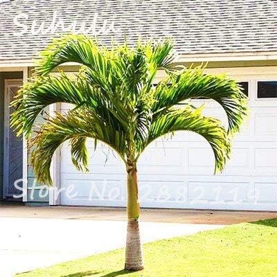 Amazon 5 ヤシの木の種種子 バッグプラムミックス色花の種 装飾品植物発芽率95 Diy家庭菜園植物 花