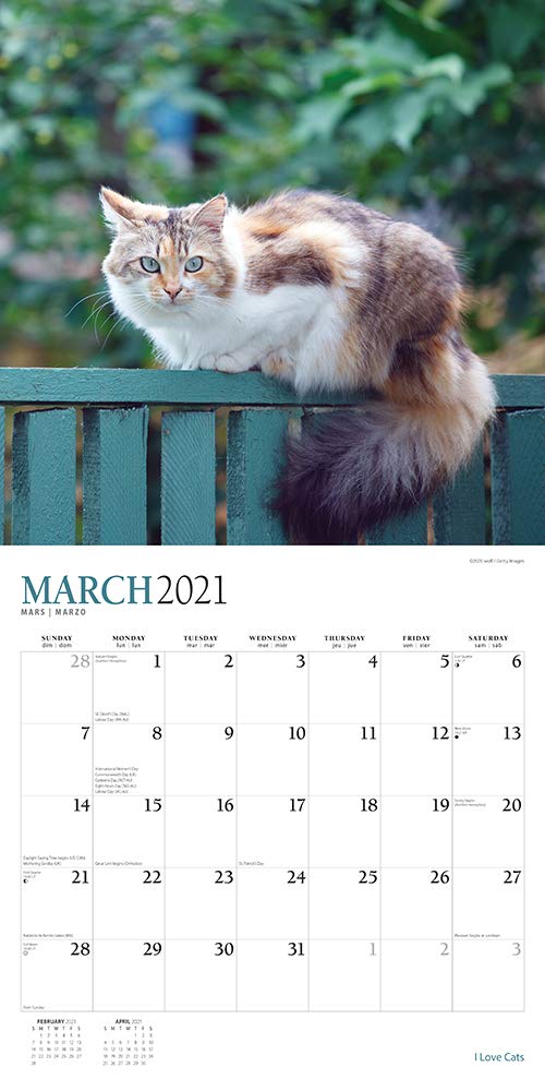 I Love Cats 21 12 X 12 Inch Monthly Square Wall Calendar With Foil Stamped Cover By Plato Feline Cat Plato Calendars Browntrout Publishers Inc Browntrout Publishers Editing Team Browntrout Publishers Design