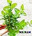 Bacopa Caroliniana Live Aquarium Plants Stems Bundle Freshwater Tropical Flowering Plant Decorations by Mainam