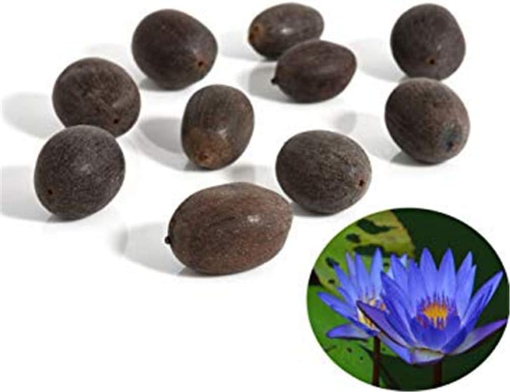 10Pcs Water Lotus Flower Plant Bowl Pond Bonsai Seeds Home Garden Yard Decoration Heirloom Easy to Grow
