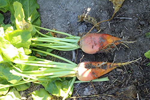 X-Seed 20207 Sugar Beet Food Plot Mixture with MICRO-BOOST