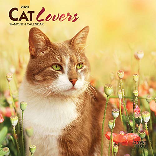 Cat Lovers 2020 7 x 7 Inch Monthly Mini Wall Calendar, Animals Domestic Cats by 