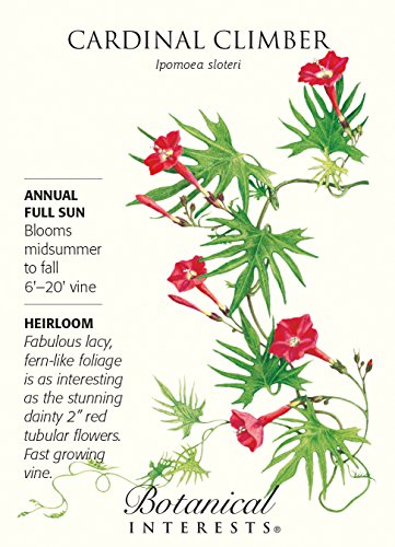 Cardinal Climber Vine Seed - 1.5 grams - Ipomoea Cardinal Climber Vine Seed - 1.5 grams - Ipomoea