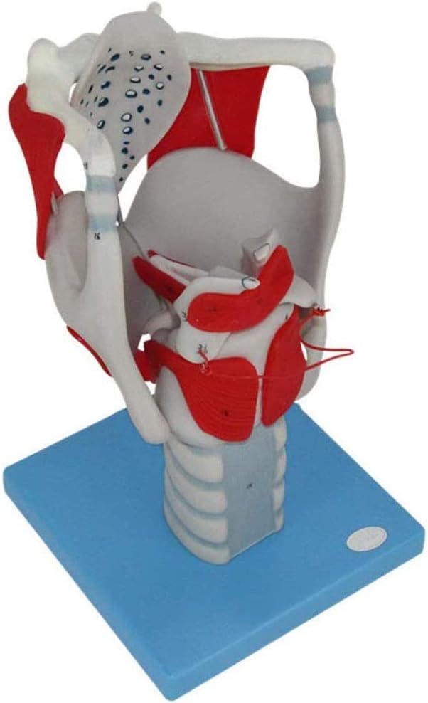 YXZQ Human Larynx Anatomical Model, Laryngeal Structure And Function
