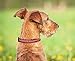 MLB St. Louis Cardinals Licensed PET COLLAR- Heavy-Duty, Strong, and Durable Dog Collar. Available in 29 Baseball Teams and 4 Sizes