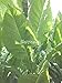 Havana 608 Tobacco Seeds Pack Cigarette Pipe Rare Unusual