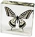 REALBUG Asian Swallowtail Butterfly Paperweight(3x3x1)