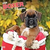 Boxer Puppies 2020 12 x 12 Inch Monthly Square Wall Calendar, Animals Dog Breeds Puppies by