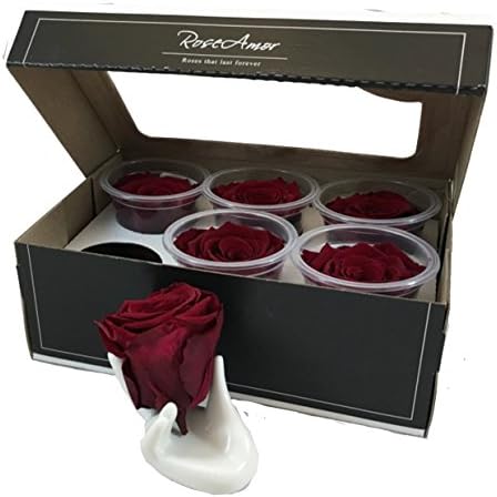KIKA DECO Preserved Roses Head Pack (Medium 6 Pack, Magenta)
