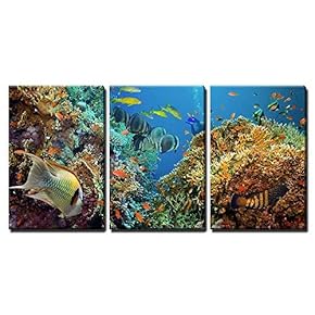 3 Piece Canvas Wall Art - Tropical Anthias Fish with Net Fire Corals on Red Sea Reef Underwater - Modern Home Art Stretched and Framed Ready to Hang - 16"x24"x3 Panels