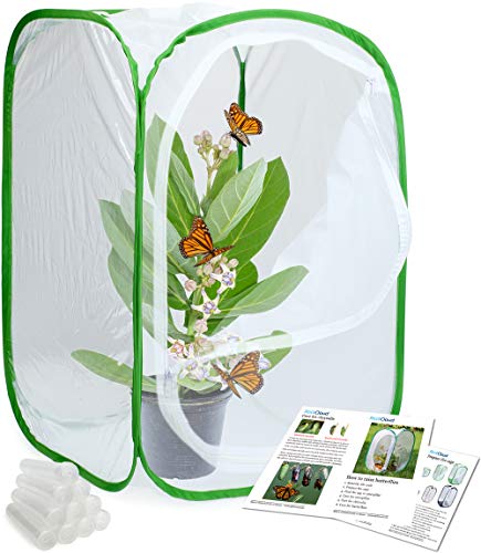 RESTCLOUD Insect and Butterfly Habitat Cage Terrarium Pop-up 24 Inches Tall
