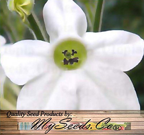 WHITE FRAGRANT NICOTIANA Flower Seeds - FLOWERING - Nicotiana alata - HEAVENLY PERFUME FRAGRANCE - (0000400 Seeds - 400 Seeds - Pkt. Size)