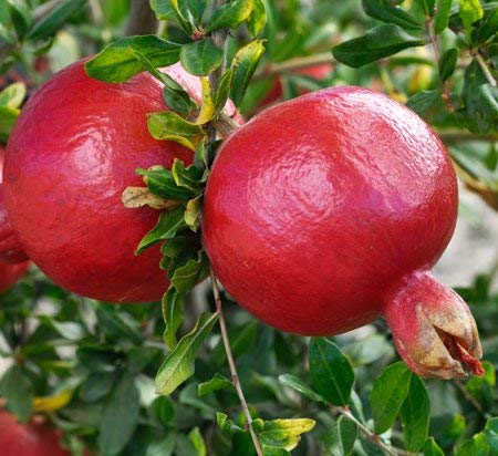 Creative Farmer Fruit Plant Pomagranate Live Plant- Dwarf Rare Bonsai Pomegranate Tree Punica Granatum Plants for Home Garden Plant(1 Healthy Live Plant)