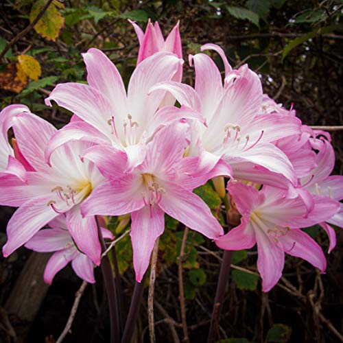 Pink Amaryllis Belladonna Lily Fragrant Naked Lady Lilies Huge Pink Hybrid Blooms 3 Large