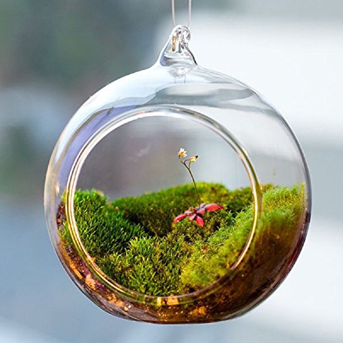 Qingsun Hanging Plant Terrarium -Hanging Candle Holder- Round Base Glass Succulent Display Planter Ball Vase Votive Holder-8cm Flat Bottom