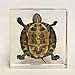 Real Turtle in Acrylic Block