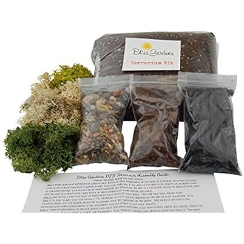 Bliss Gardens Terrarium DIY Succulent/Cactus Kit (Large)