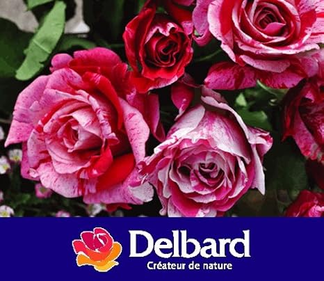 Amazon バラ苗 クレイジートゥー 大輪 デルバール ｄel 国産苗 1年生新苗ピンク 強香 花