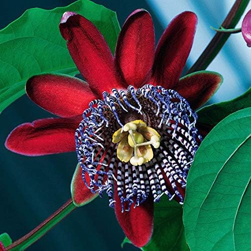 Samen Für Eine Schöne Pflanze, Die MARACUJA-Früc Produktbild-Vorschau 2