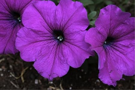Alderman/'s Petunia 100 Seeds