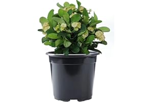 American Plant Exchange Live Crown of Thorns 'Yellow' – 6-Inch Pot – Flowering Succulent with Thick Stems and Soft Yellow Blooms, Drought-Tolerant Easy Care Plant for Sunny Windows, Patios & Gardens