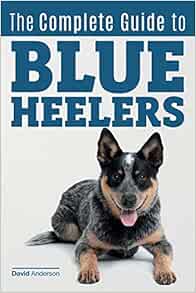 best blue heeler breeders