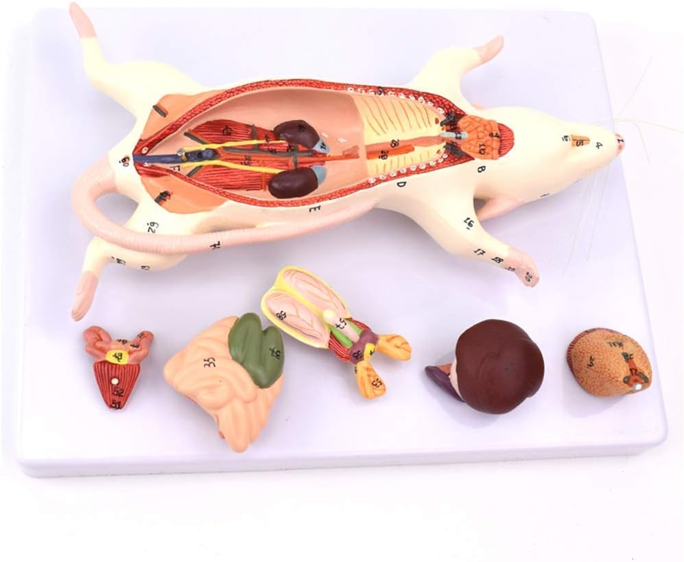 Modelo Educativo Modelo Anatómico Animal Modelo De Anatomía del Ratón Modelo Anatómico del Modelo Educativo Modelo Anatómico Animal Modelo De Anatomía del Ratón Modelo Anatómico del