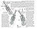 BioMechanical Riding and Dressage: A Rider's Atlas
