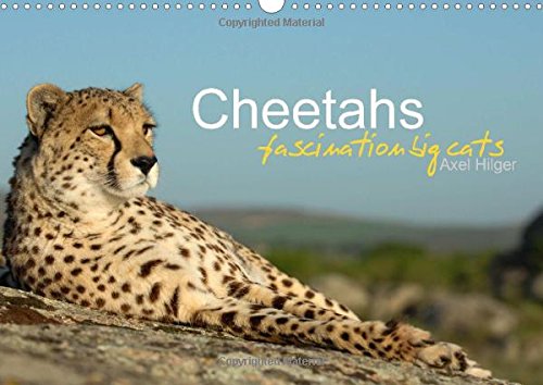 Cheetahs Fascinating Big Cats: Cheetahs are Amongst the Most Fascinating Wild Cats, but Unfortunately the Fast Hunters are Threatened of Extinction. (Calvendo Animals)