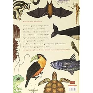 Animalium