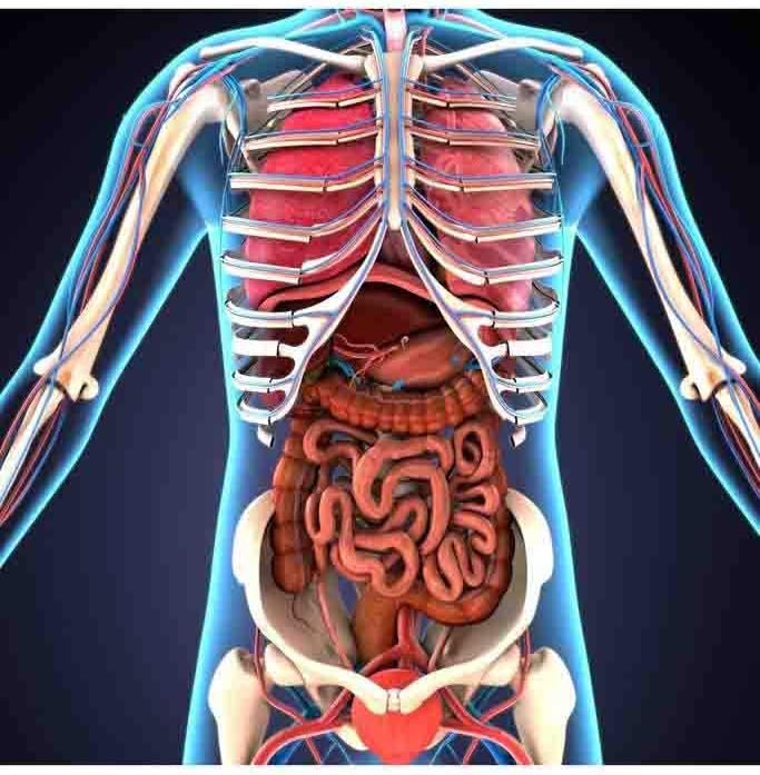 Amazon 人体臓器骨格系3 Dイラスト教育チャート ポスター ヨーロッパとアメリカのスタイルのポスター 大きさ 30x42cm アートフレーム ポスター オンライン通販