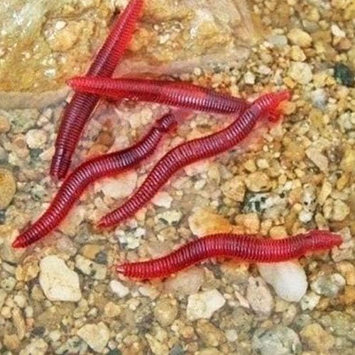 pengyu 50 Pcs Artificial Earthworm Red Worm Lures Carp Baits Lure Soft Fishing Bait Tackle