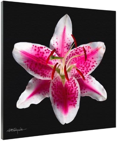 Somerset Fine Art Oriental Lily Stargazer Photograph Print, 17 by 16-Inch