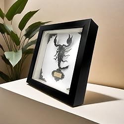 Real Forest Scorpion Specimen, Black Frame Shadow