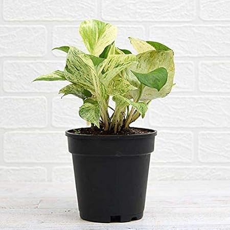 Mphmi Plant Money Plant Marble Queen - Plant
