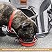 RETRO PUG Cat Carrier Backpack - Front Pack - Airline Approved - Strap Adjustable - Pet Carriers for Small Dogs and Cats - Travel, Hiking, Outdoor with Dog - Include Fleece Pad - Up to 10 lbs