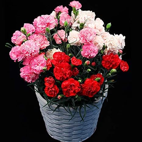 Amazon 母の日 カーネーション 3色鉢植え 6号サイズ 花 カーネーション プレゼント 鉢植え 19 観葉植物 オンライン通販