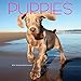 2019 Avalon Wall Calendar, Puppies, 12 x 12 inches (84439)