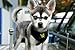 EcoBark Dog Harness - Eco-Friendly Max Comfort Harnesses - Luxurious Soft Mesh Halter - Over The Head Harness Vest- No Pull and No Choke for Puppy, Toy Breeds & Small Dogs (Small, Black)