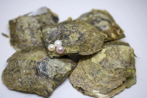 5 Akoya Oysters w/ Pearls Inside + Free Pearl Cage Pendant Necklace