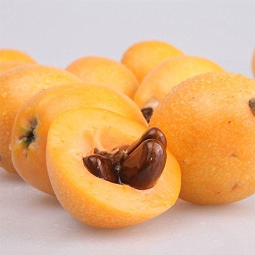 5Pcs Loquat Seed,Buyanputra Wild Frut Tree Planting Seeds Garden Yard Outdoor Tree to Plant