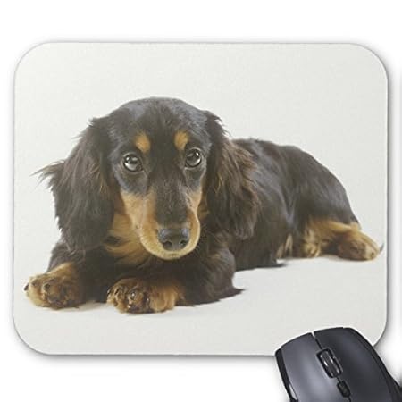 Black Long Hair Dachshund Puppy Mouse Pad Animals Cat Kitten Dog