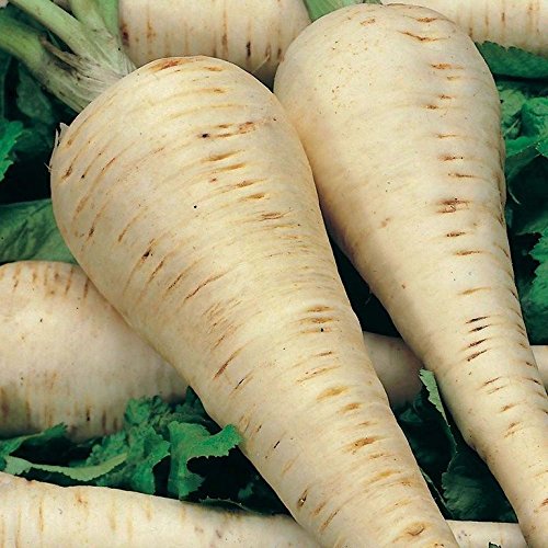 Parsnip- Hollow Crown- 100 Seeds -