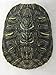 Red Ear Turtle Shell