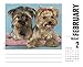 Just Yorkies 2018 Calendar