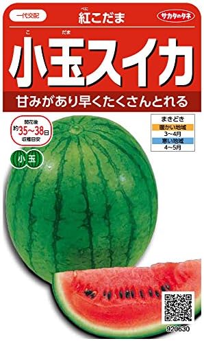 サカタのタネ 実咲野菜0630 小玉スイカ 紅こだま
