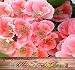 3,000 CLARKIA GODETIA DARK SALMON PINK Flower Seeds Clarkia amoena ~Color: pink