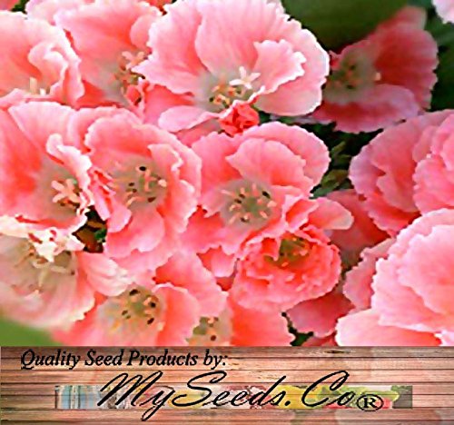 3,000 CLARKIA GODETIA DARK SALMON PINK Flower Seeds Clarkia amoena ~Color: pink 3,000 CLARKIA GODETIA DARK SALMON PINK Flower Seeds Clarkia amoena ~Color: pink