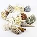 CYS EXCEL Seashell Assorted Mix with Pencil Finger Starfish (Approx. 15 PCS, 3